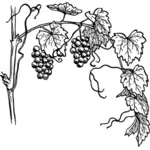 Grapevine met haar tak vector illustraties