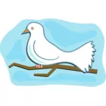 White dove image