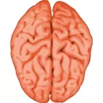 Vector image of a brain