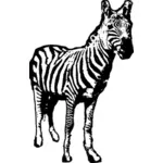Zebra vector drawing